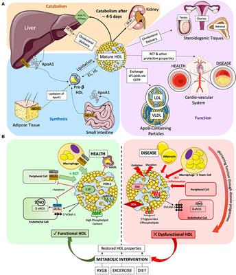 Frontiers | High Density Lipoproteins: Metabolism, Function, and